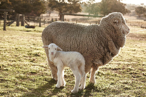 Why Wool Bedding Could Be the Secret to Better Sleep