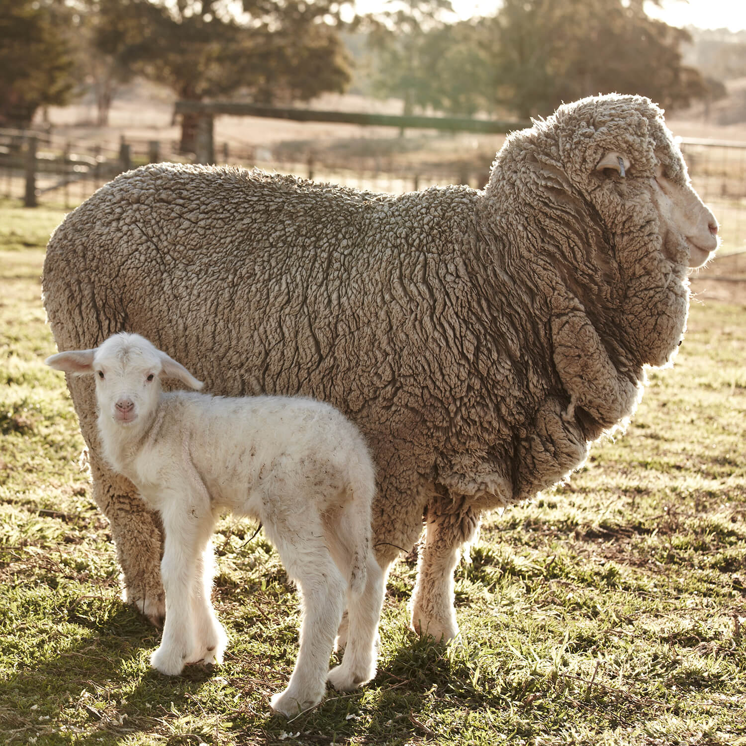Woolstar Eco Australian 'All Seasons' Wool Mattress Protector