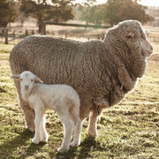 The Honest Label Holborn Eco Pure Wool Pillow (Medium Profile) pillowcase product view THL product image 3